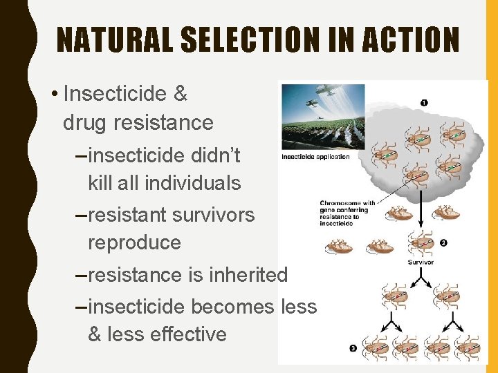 NATURAL SELECTION IN ACTION • Insecticide & drug resistance – insecticide didn’t kill all