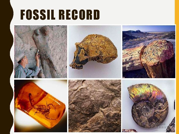 FOSSIL RECORD 