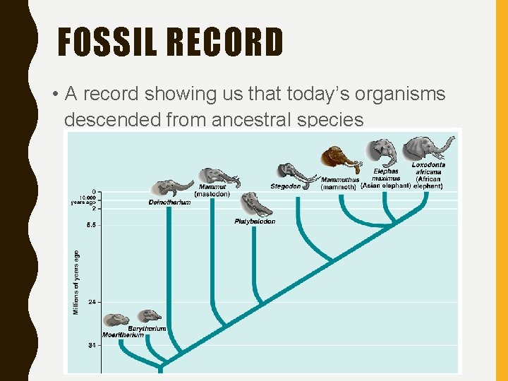 FOSSIL RECORD • A record showing us that today’s organisms descended from ancestral species