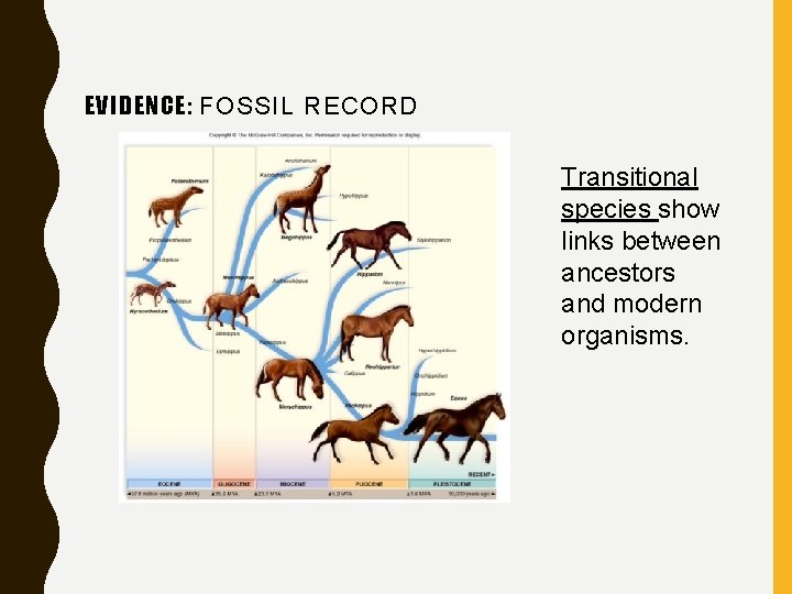 EVIDENCE: FOSSIL RECORD Transitional species show links between ancestors and modern organisms. 