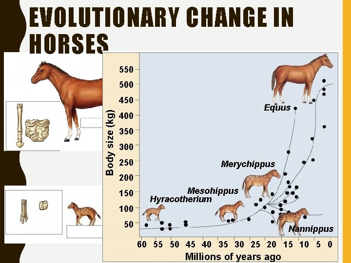 EVOLUTIONARY CHANGE IN HORSES 550 500 Body size (kg) 450 Equus 400 350 300