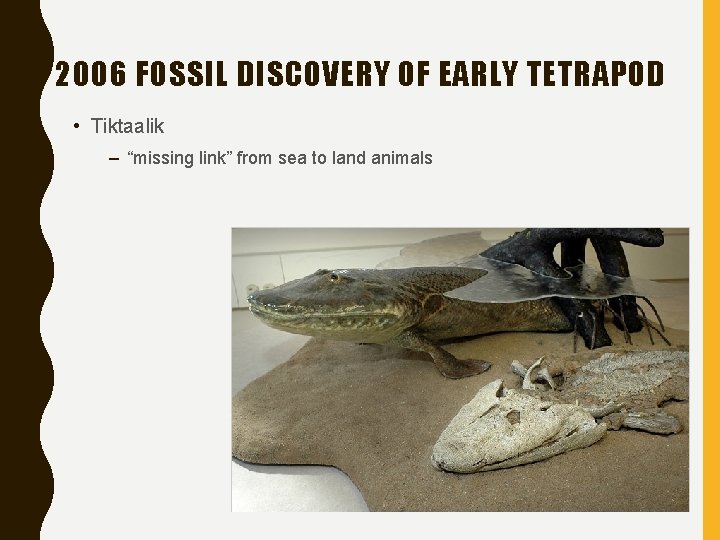 2006 FOSSIL DISCOVERY OF EARLY TETRAPOD • Tiktaalik – “missing link” from sea to