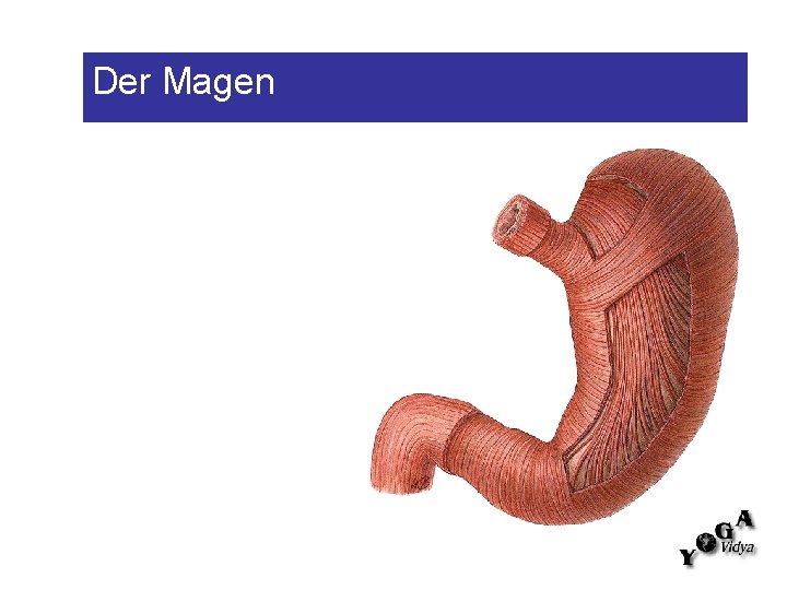 Der Magen 