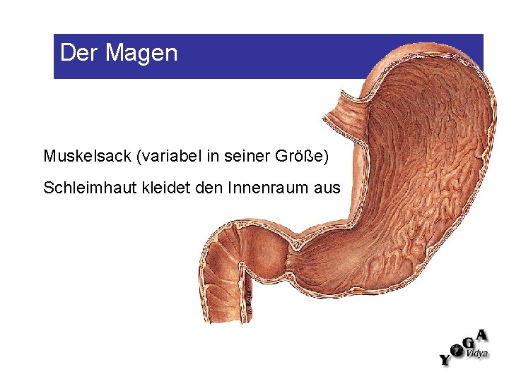 Der Magen Muskelsack (variabel in seiner Größe) Schleimhaut kleidet den Innenraum aus 