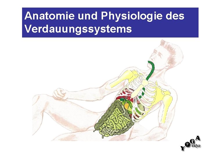 Anatomie und Physiologie des Verdauungssystems 