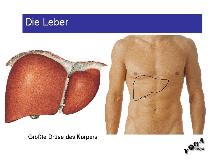 Die Leber Größte Drüse des Körpers 