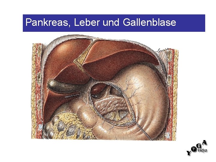 Pankreas, Leber und Gallenblase 