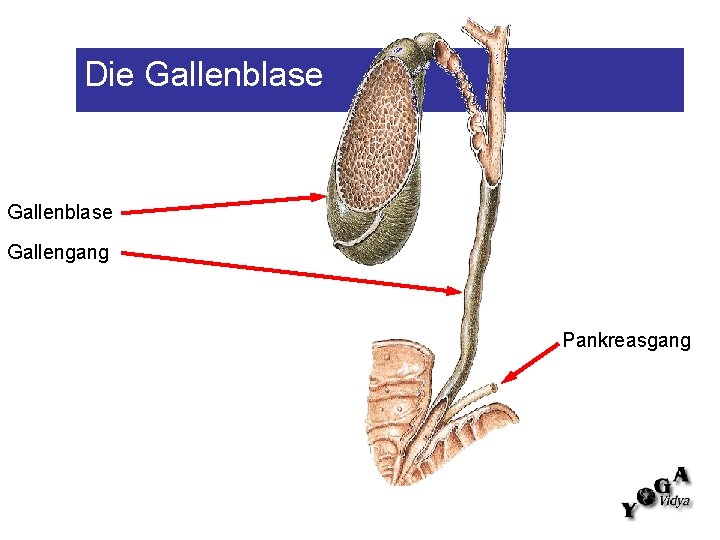 Die Gallenblase Gallengang Pankreasgang 