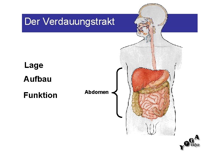 Der Verdauungstrakt Lage Aufbau Funktion Abdomen 