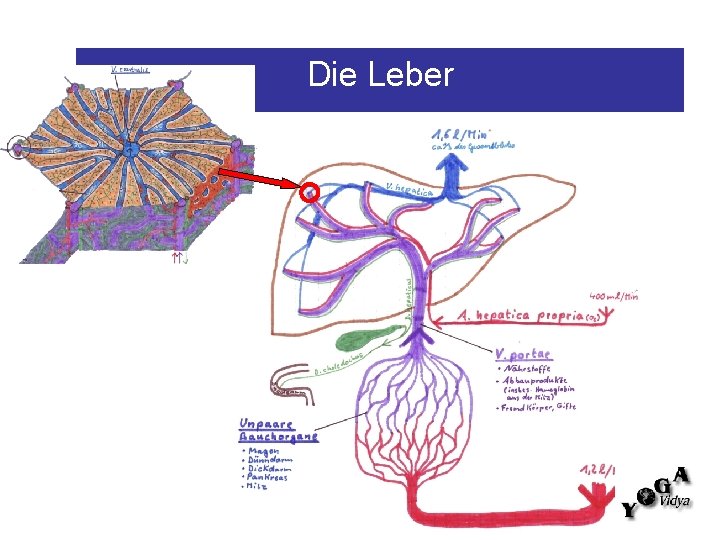 Die Leber 