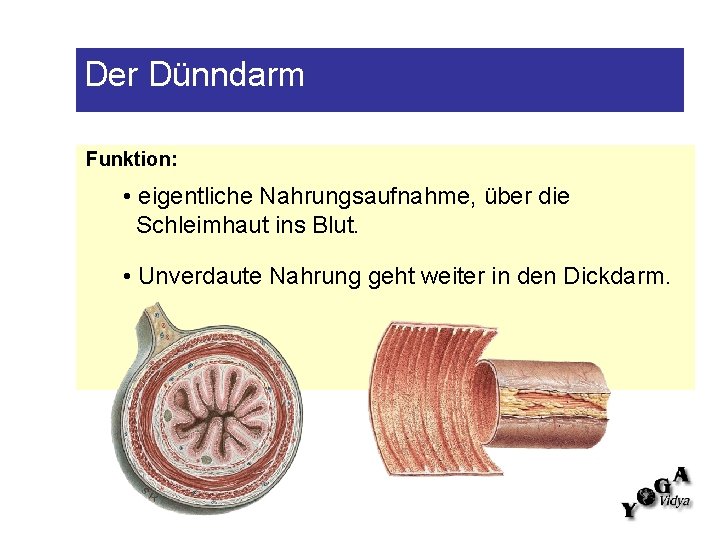 Der Dünndarm Funktion: • eigentliche Nahrungsaufnahme, über die Schleimhaut ins Blut. • Unverdaute Nahrung