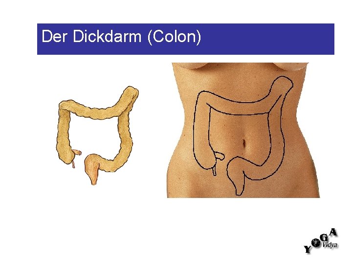 Der Dickdarm (Colon) 