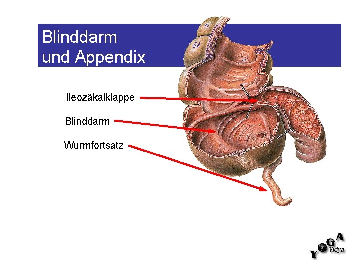 Blinddarm und Appendix Ileozäkalklappe Blinddarm Wurmfortsatz 