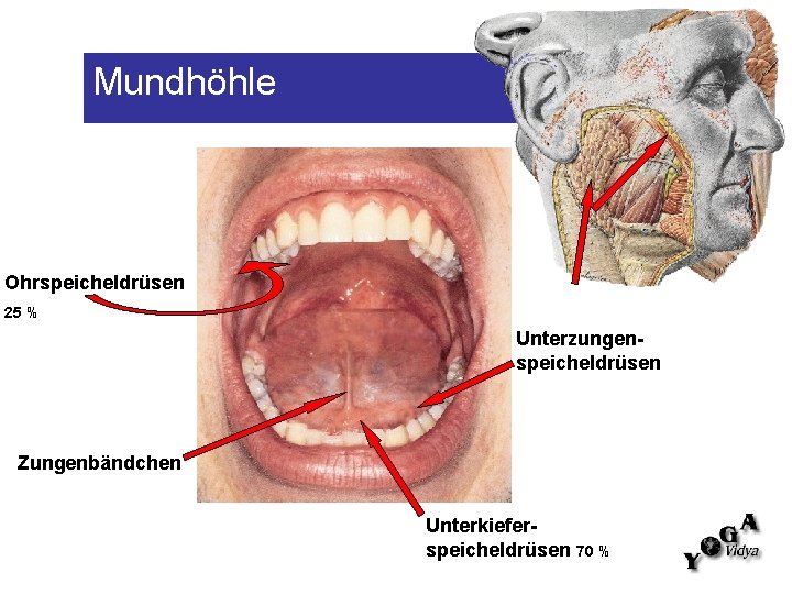 Mundhöhle Ohrspeicheldrüsen 25 % Unterzungenspeicheldrüsen Zungenbändchen Unterkieferspeicheldrüsen 70 % 