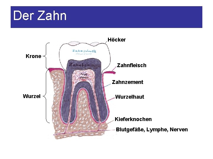 Der Zahn Höcker Krone Zahnfleisch Zahnzement Wurzelhaut Kieferknochen Blutgefäße, Lymphe, Nerven 