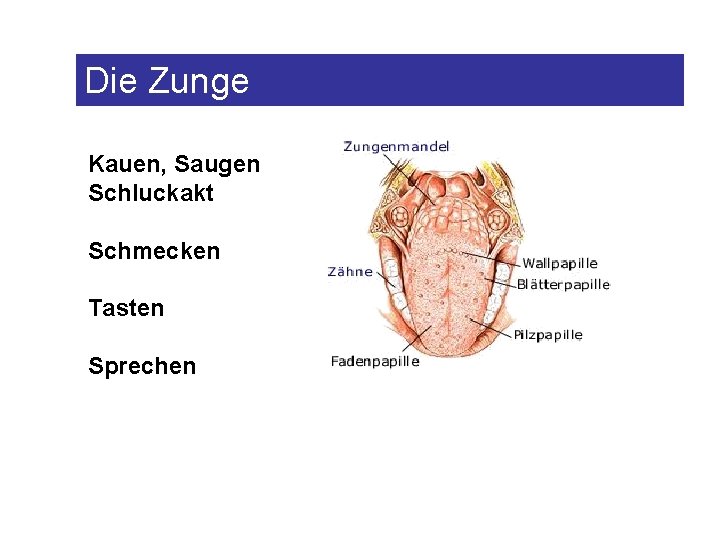 Die Zunge Kauen, Saugen Schluckakt Schmecken Tasten Sprechen 