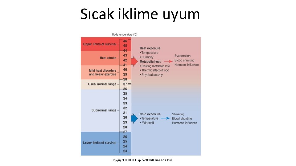 Sıcak iklime uyum 