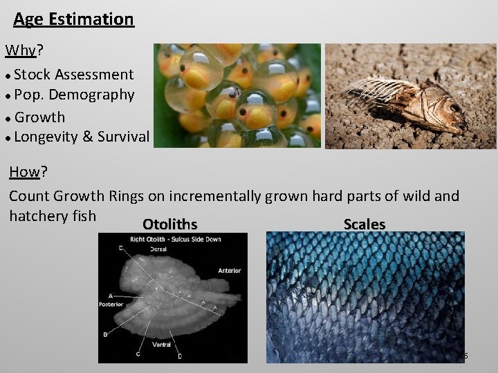 Age Estimation Why? ● Stock Assessment ● Pop. Demography ● Growth ● Longevity &