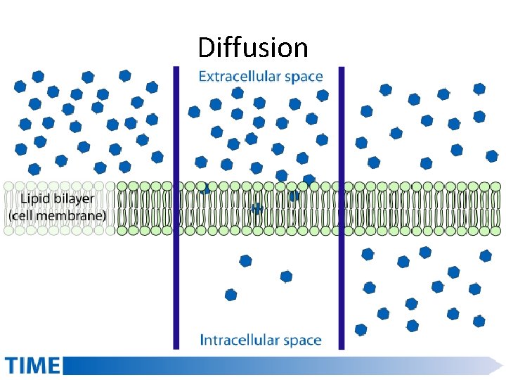 Diffusion 