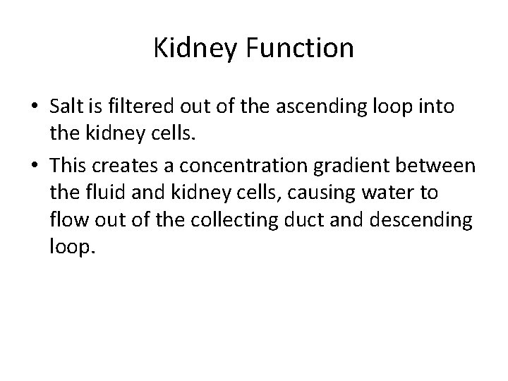Kidney Function • Salt is filtered out of the ascending loop into the kidney