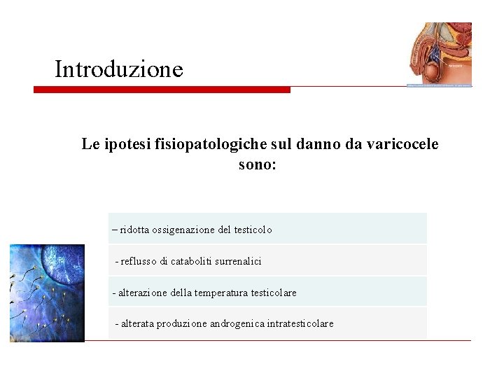 Introduzione Le ipotesi fisiopatologiche sul danno da varicocele sono: – ridotta ossigenazione del testicolo