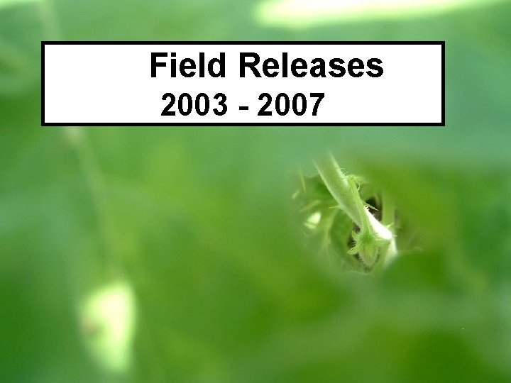 Field Releases 2003 - 2007 