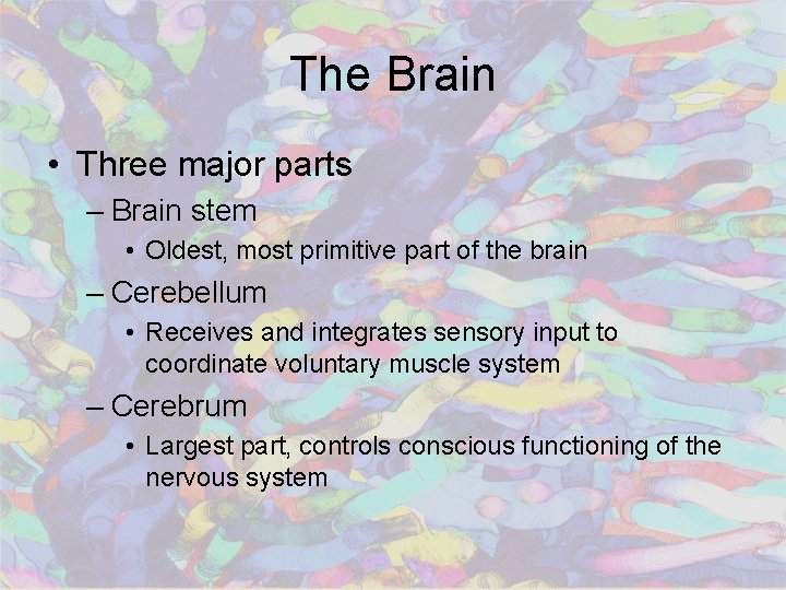 The Brain • Three major parts – Brain stem • Oldest, most primitive part