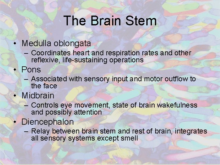 The Brain Stem • Medulla oblongata – Coordinates heart and respiration rates and other