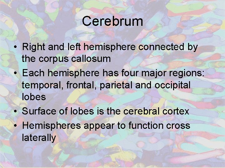 Cerebrum • Right and left hemisphere connected by the corpus callosum • Each hemisphere