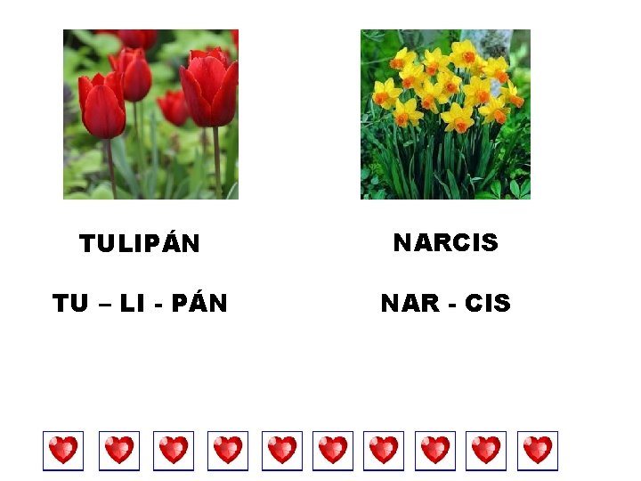 TULIPÁN NARCIS TU – LI - PÁN NAR - CIS 