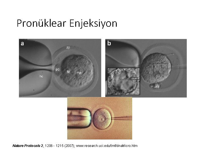 Pronüklear Enjeksiyon Nature Protocols 2, 1206 - 1215 (2007); www. research. uci. edu/tmf/dna. Micro.