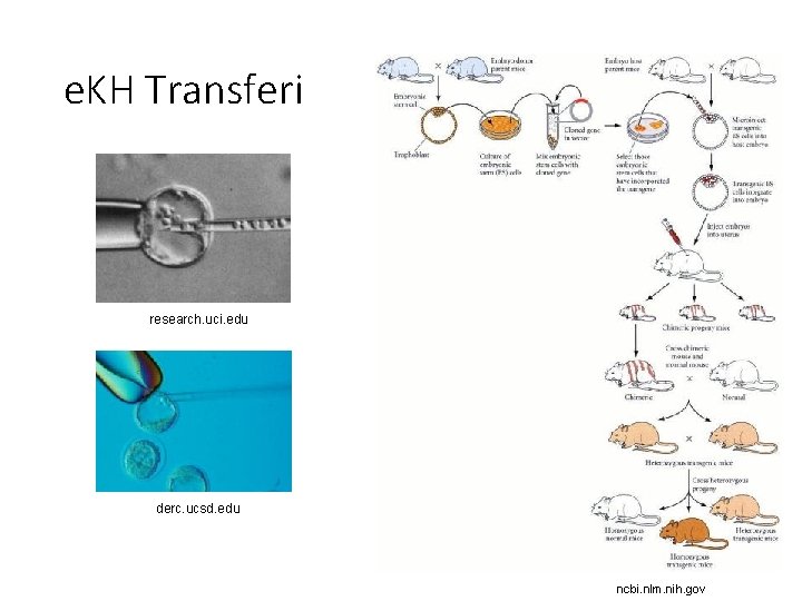 e. KH Transferi research. uci. edu derc. ucsd. edu ncbi. nlm. nih. gov 