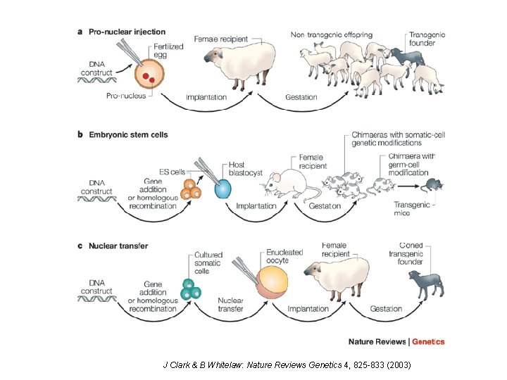 J Clark & B Whitelaw: Nature Reviews Genetics 4, 825 -833 (2003) 