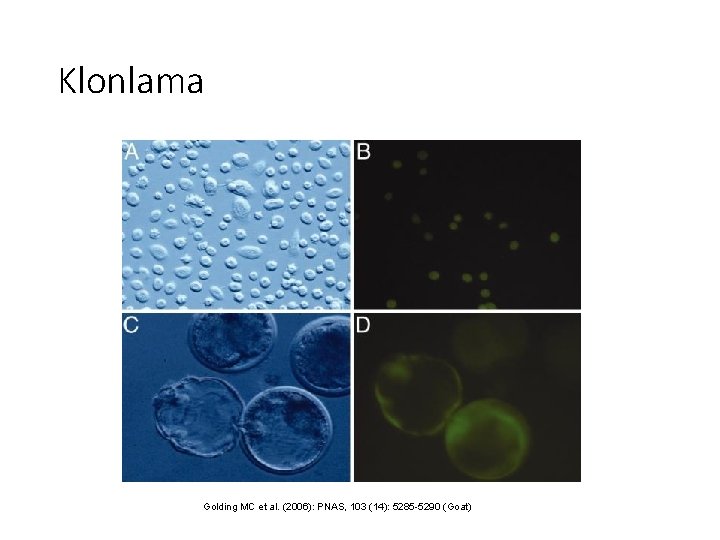 Klonlama Golding MC et al. (2006): PNAS, 103 (14): 5285 -5290 (Goat) 