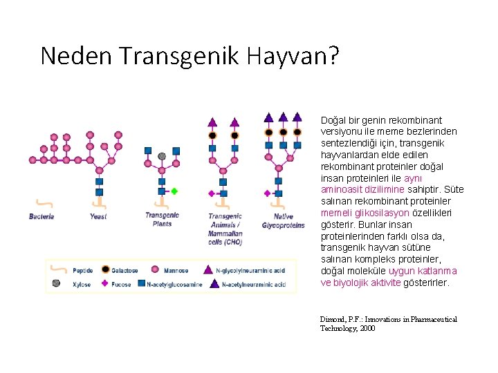 Neden Transgenik Hayvan? Doğal bir genin rekombinant versiyonu ile meme bezlerinden sentezlendiği için, transgenik