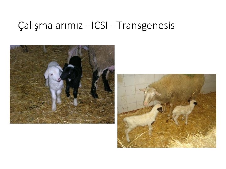Çalışmalarımız - ICSI - Transgenesis 