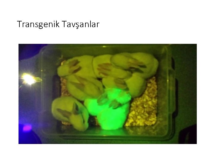Transgenik Tavşanlar 