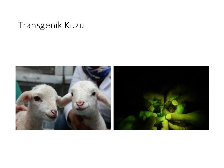 Transgenik Kuzu 