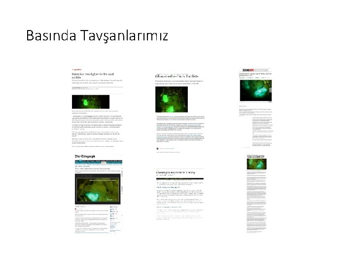 Basında Tavşanlarımız 