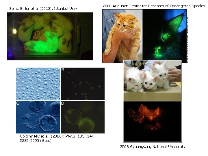 Sema Birler et al (2013), Istanbul Univ. 2008 Audubon Center for Research of Endangered