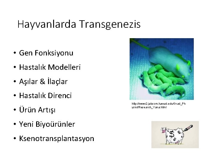 Hayvanlarda Transgenezis • Gen Fonksiyonu • Hastalık Modelleri • Aşılar & İlaçlar • Hastalık