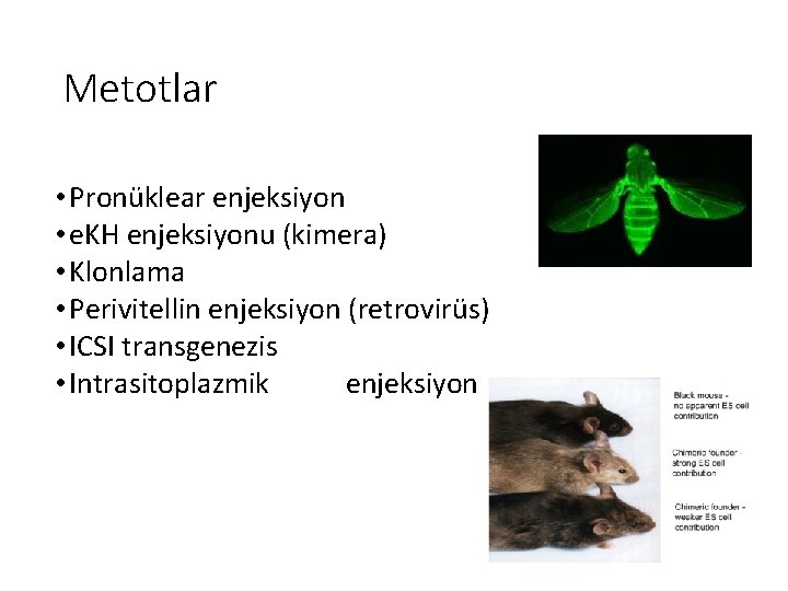 Metotlar • Pronüklear enjeksiyon • e. KH enjeksiyonu (kimera) • Klonlama • Perivitellin enjeksiyon