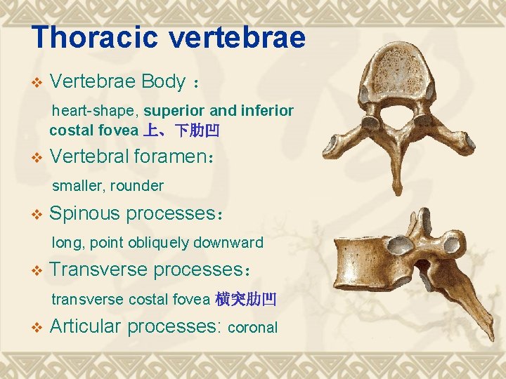 Thoracic vertebrae v Vertebrae Body ： heart-shape, superior and inferior costal fovea 上、下肋凹 v