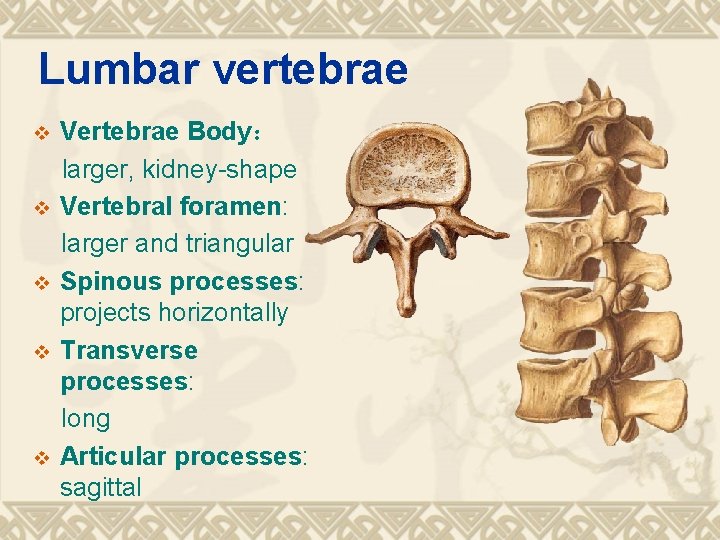 Lumbar vertebrae v v v Vertebrae Body： larger, kidney-shape Vertebral foramen: larger and triangular