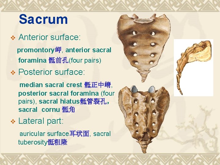 Sacrum v Anterior surface: promontory岬, anterior sacral foramina 骶前孔(four pairs) v Posterior surface: median
