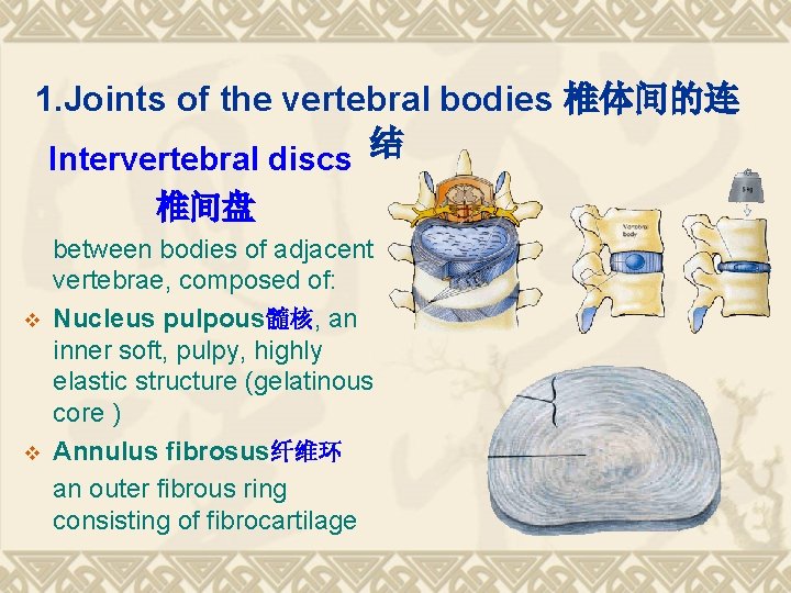 1. Joints of the vertebral bodies 椎体间的连 Intervertebral discs 结 椎间盘 v v between