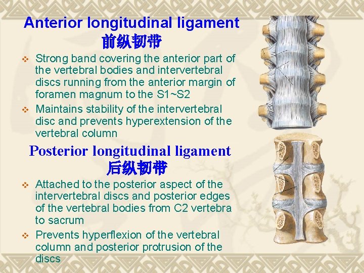 Anterior longitudinal ligament 前纵韧带 v v Strong band covering the anterior part of the