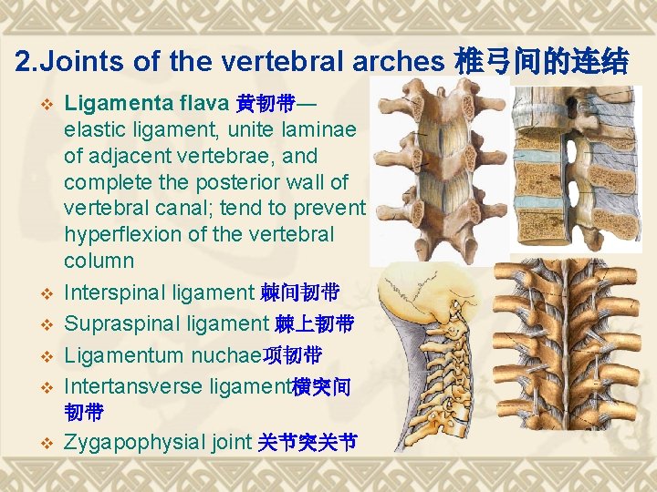 2. Joints of the vertebral arches 椎弓间的连结 v v v Ligamenta flava 黄韧带― elastic