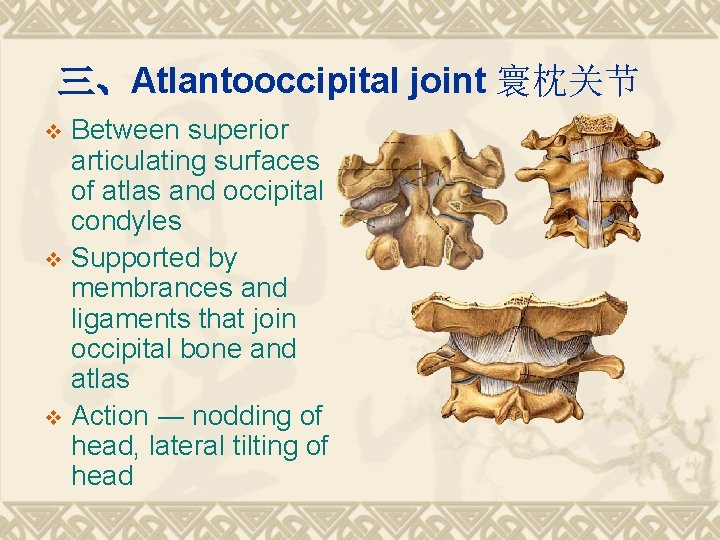 三、Atlantooccipital joint 寰枕关节 Between superior articulating surfaces of atlas and occipital condyles v Supported