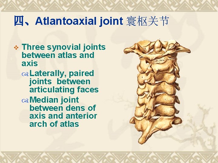 四、Atlantoaxial joint 寰枢关节 v Three synovial joints between atlas and axis Laterally, paired joints